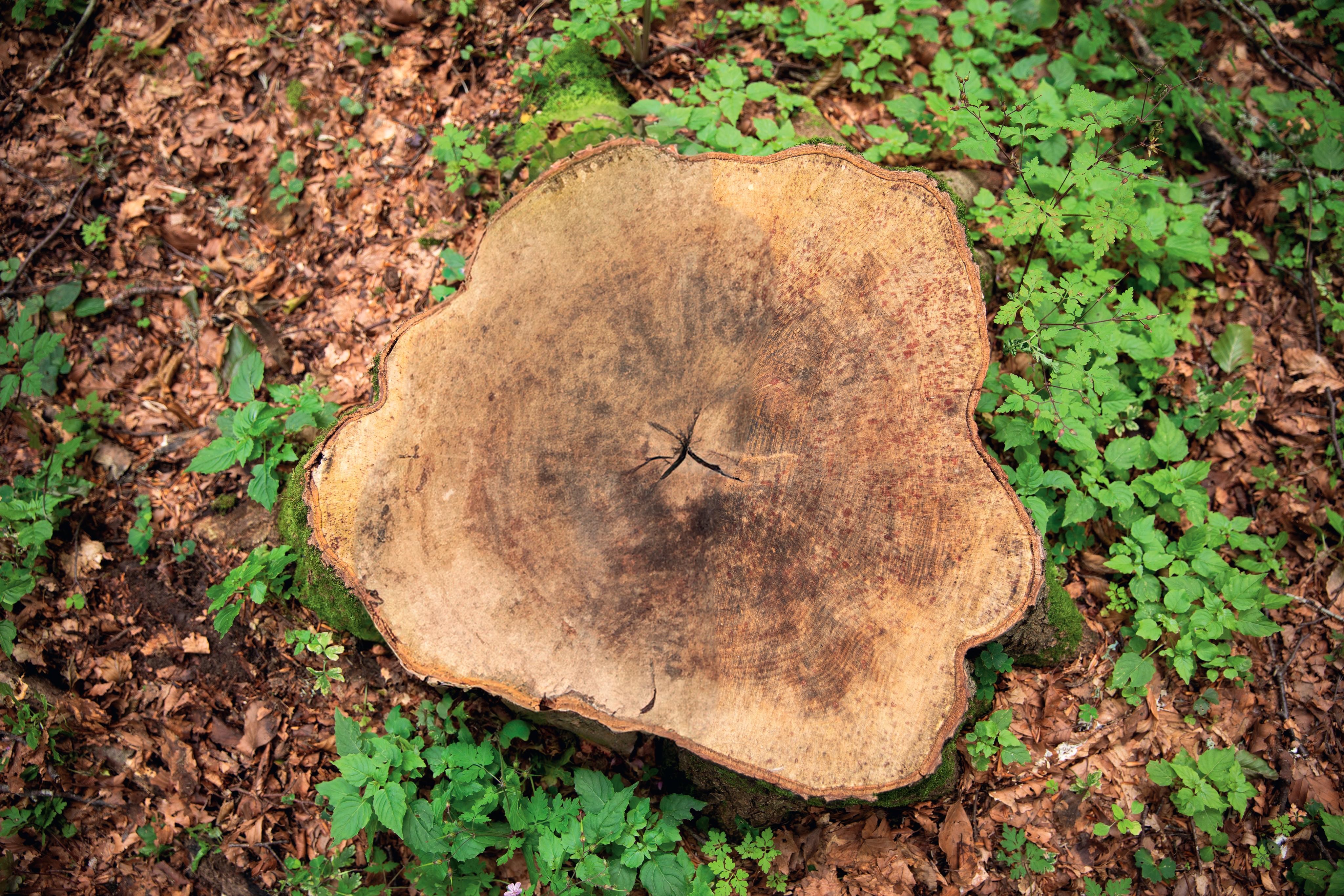 AtlasConcorde_LogWorld_M001_04